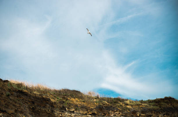Seagull flies over cliffs against a bright blue sky on the Jurassic Coast in Dorset, South England