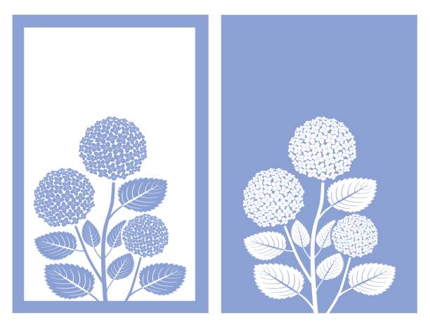 ilustraciones, imágenes clip art, dibujos animados e iconos de stock de vector azul hortensia - hortensia