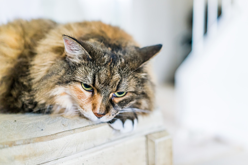 Closeup of sad maine coon calico cat face resting head on paws on chair indoors at home room