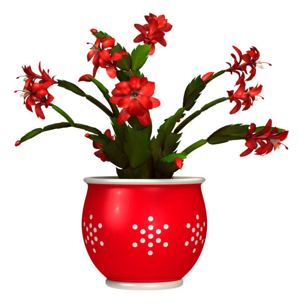 3D Rendering Christmas Cactus on White 3D digital render of a Christmas cactus in a flower pot isolated on white background whitsun stock pictures, royalty-free photos & images