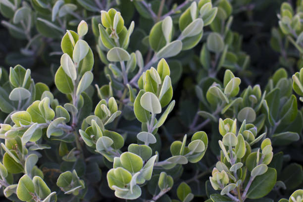 istock Green bush at the garden in Antalya 844140456