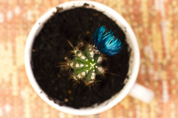 Green cactus with blue flower in mug