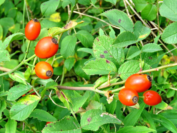 istock Thornhill rosehip in forest 2017 844143722