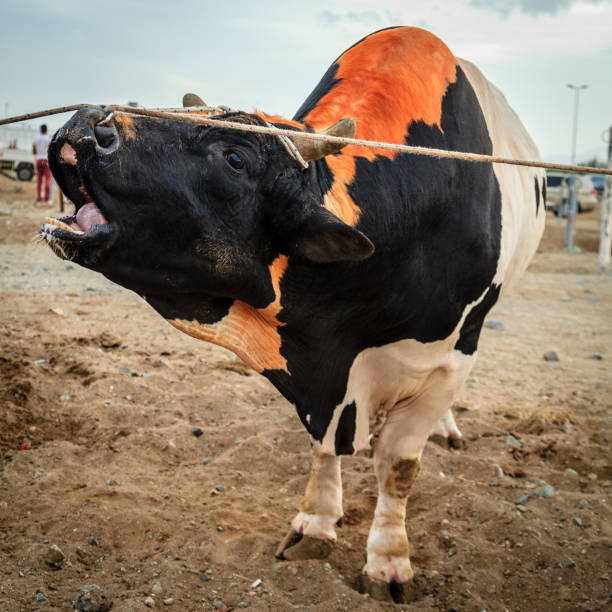 istock Bull fighting in Fujairah 844143738