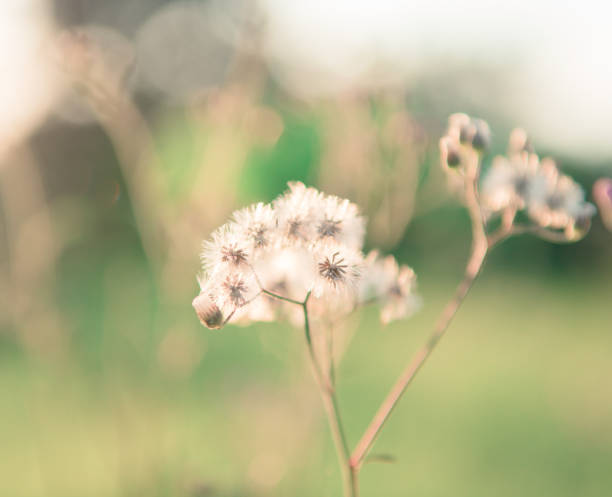 istock Flowering green forest on sunset , spring nature background,Vintage tone. 844143964