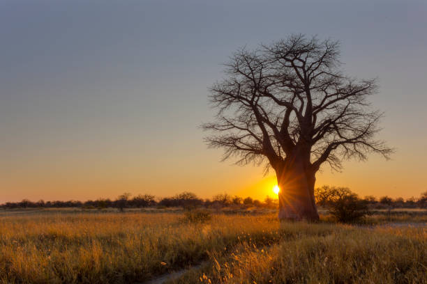 Sunrise at Baines Campsite no 2 Botswana