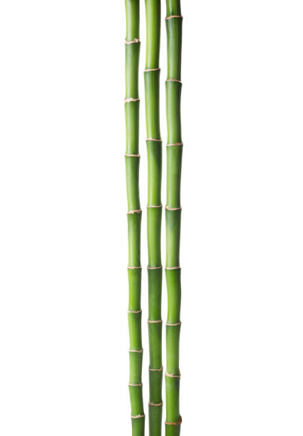 istock Three branches  of  Bamboo isolated on white background.  Sander's Dracaena 844148052
