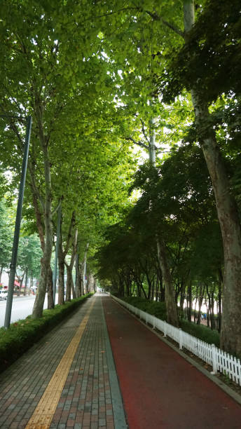 istock A side walk toward the lake, Seokchon Lake, korea 844148138