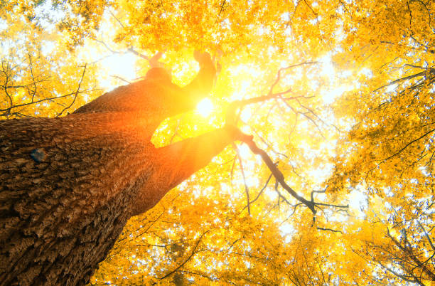 istock fallen leaves in autumn forest 844152968