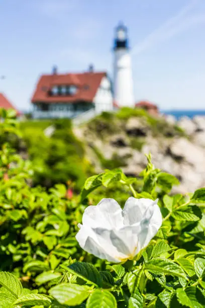 Macro closeup of white ruguosa rose rosehip flower on bush in Maine with lighthouse in background
