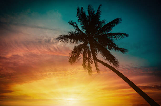 istock Silhouette coconut palm trees on beach at sunset. Vintage tone. 844160280