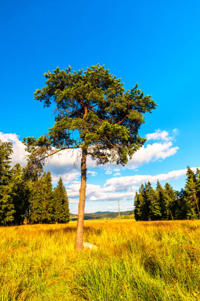 istock Sunny day in the mountains 844160624