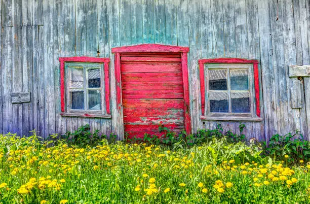 Red painted old vintage shed with yellow dandelion flowers in summer landscape field in countryside