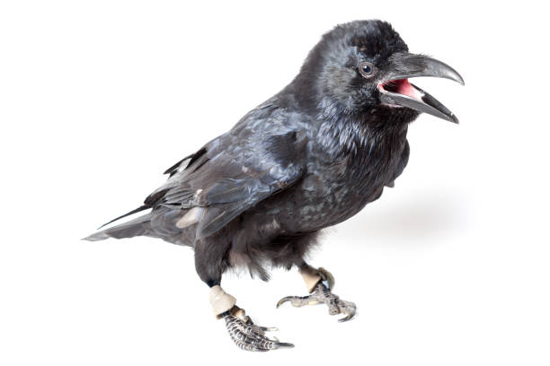 istock Corvus corax. Common Raven in front of white background. 844170868