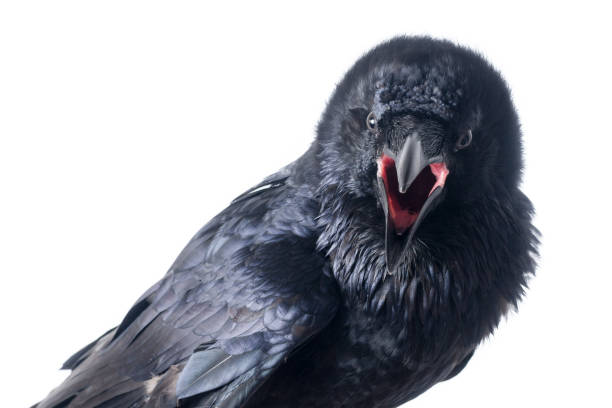 Corvus corax. Common Raven in front of white background. Corvus corax. Common Raven in front of white background, isolated. Studio Shot. tame bird raven corvus corax bird squawking stock pictures, royalty-free photos & images