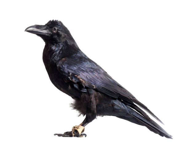 istock Corvus corax. Common Raven in front of white background. 844171148