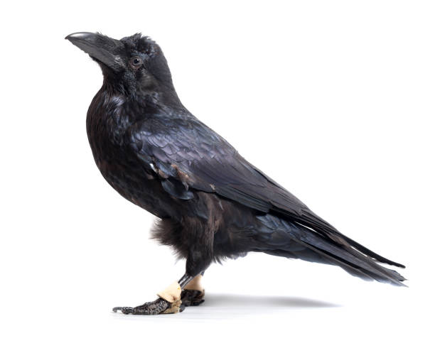 istock Corvus corax. Common Raven in front of white background. 844171218