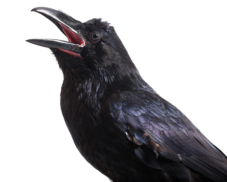 Corvus corax. Common Raven in front of white background, isolated. Studio Shot. tame bird
