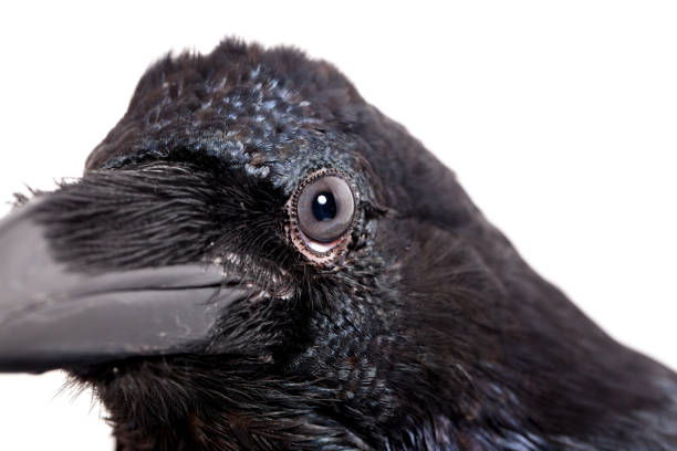 istock Corvus corax. Common Raven in front of white background. 844171442