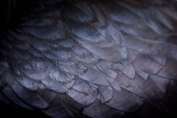 istock Corvus corax. Common Raven in front of white background. 844171720