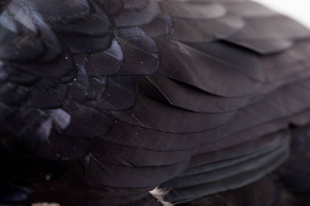 istock Corvus corax. Common Raven in front of white background. 844171834