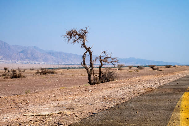 Dry tree on the roadside Highway 90 in the Arava Valley (Israel)