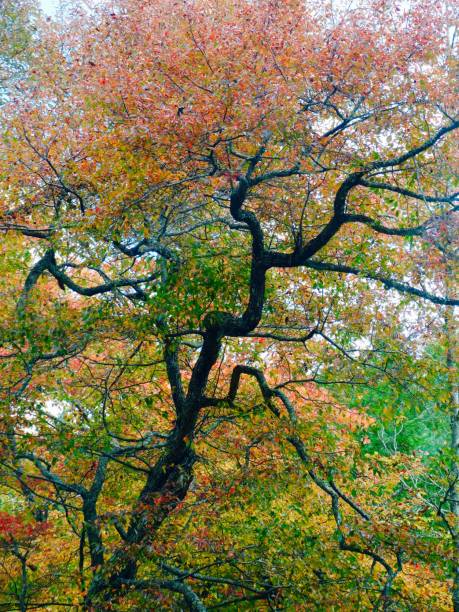 istock Veins of life 844175222