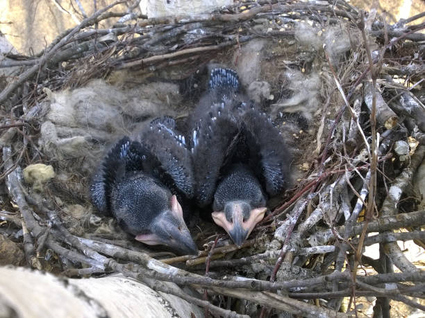 corvo comune (corvus corax) - nido - crows nest foto e immagini stock