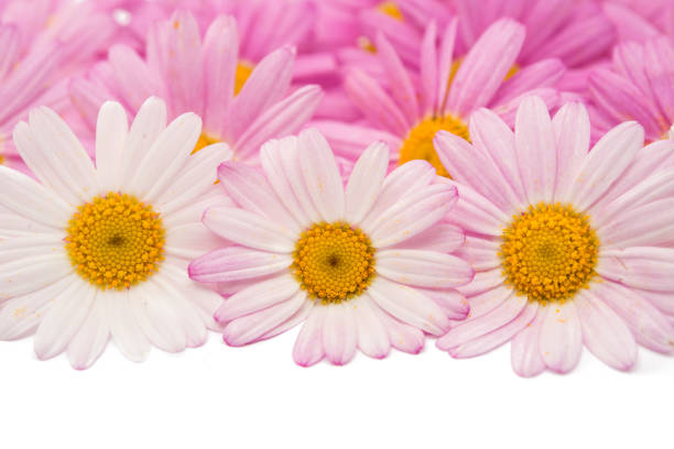 Flowers of a pink daisy isolated on a white background