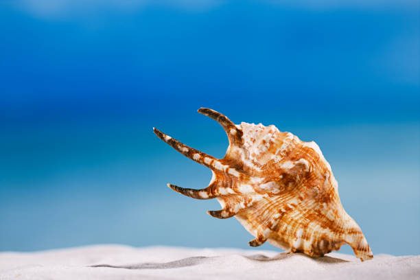 istock tropical seashell sea shell with ocean , beach and seascape 844176320