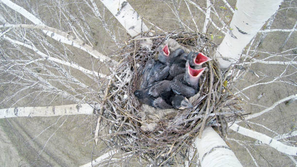 Common Raven (Corvus corax) - nest Corvus corax. The nest of the Common Raven in nature. crows nest stock pictures, royalty-free photos & images