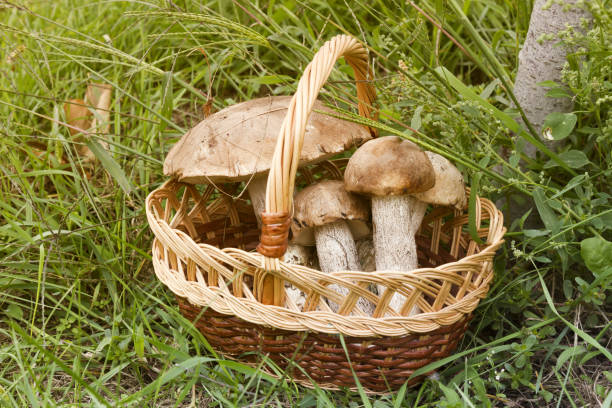 istock Large mushrooms in the basket 844178878