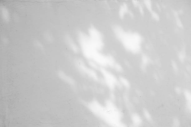 istock Black and White  abstract background textuer of shadows leaf on a concrete wall. 844179142
