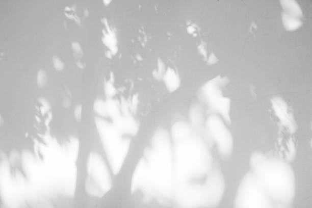 istock Black and White  abstract background textuer of shadows leaf on a concrete wall. 844179444