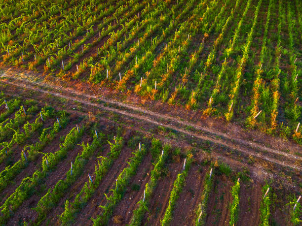 istock Aerial view over vineyard field in Europe 844179764