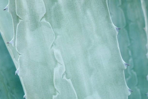 istock abstract background textuer of Cactus succulent plant 844179860