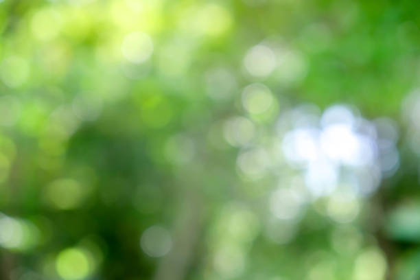 istock abstract green bokeh Nature background 844180500