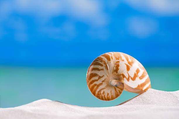 istock nautilus shell  on white  beach sand and blue seascape background 844182562