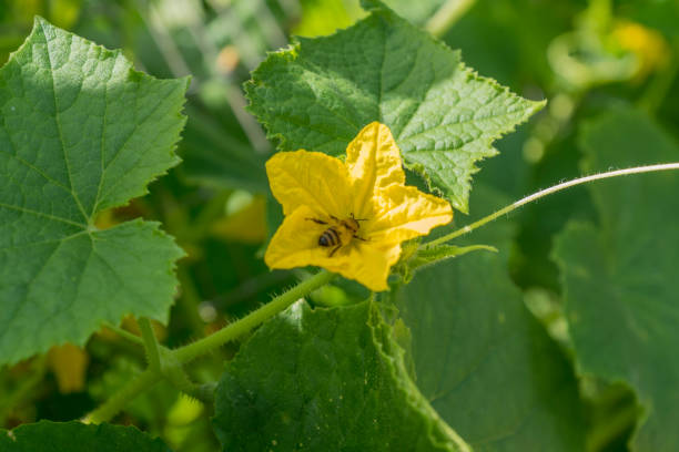 istock Bee collects honey from cucumber flowers. 844182944