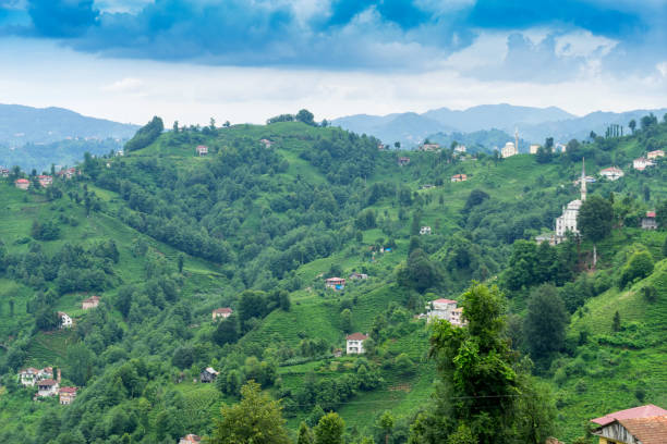 istock Tea Plantation Landscape, Rize, Turkey 844183094