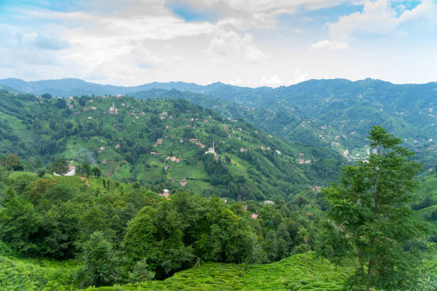 istock Tea Plantation Landscape, Rize, Turkey 844183098