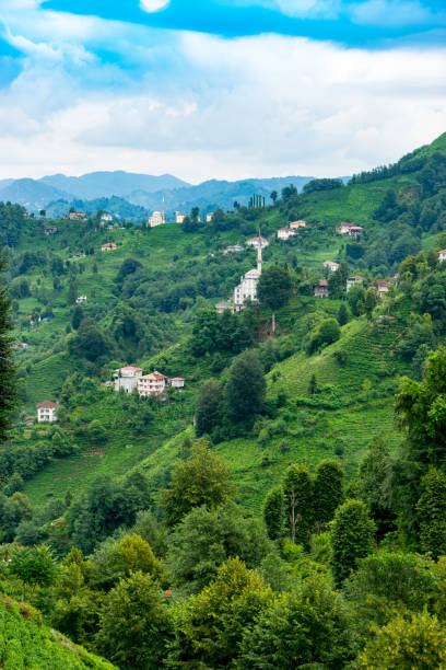 istock Tea Plantation Landscape, Rize, Turkey 844183104