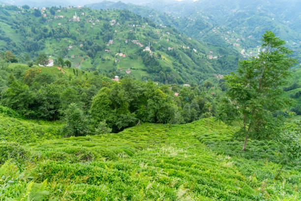 istock Tea Plantation Landscape, Rize, Turkey 844183114