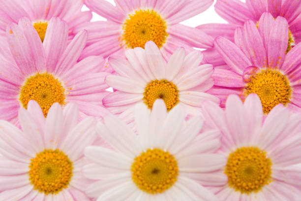 istock Flowers of a pink daisy isolated 844186004
