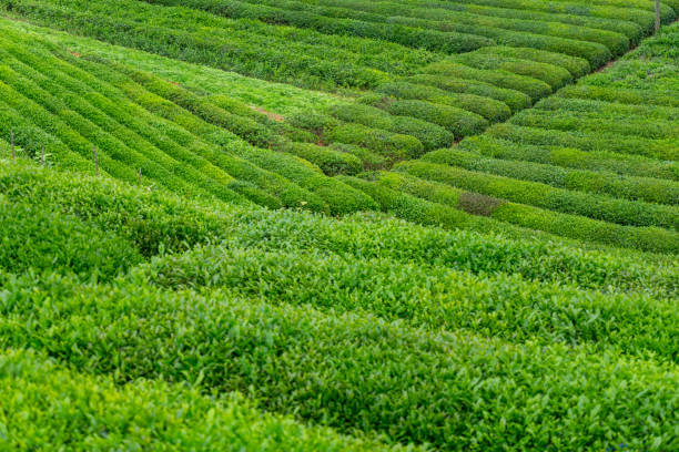 istock Tea Plantation Landscape, Rize, Turkey 844186086