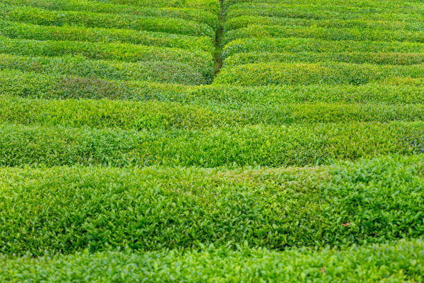 istock Tea Plantation Landscape, Rize, Turkey 844186092