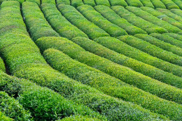 istock Tea Plantation Landscape, Rize, Turkey 844186098