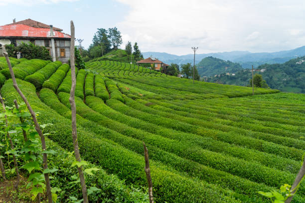 istock Tea Plantation Landscape, Rize, Turkey 844186102