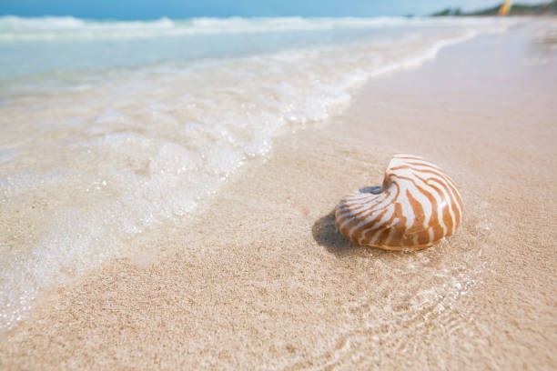 istock nautilus shell  on white  beach sand and blue seascape background 844186720