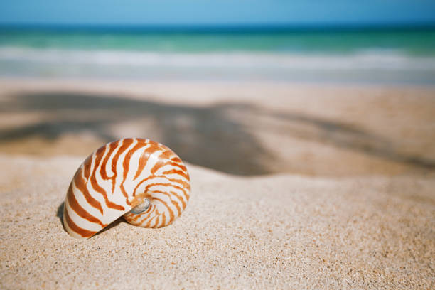 istock nautilus shell  on white  beach sand and blue seascape background 844186818